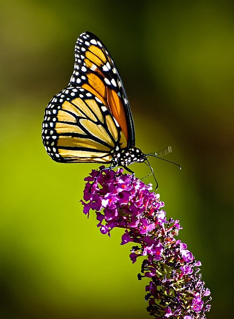 Monarch Butterfly