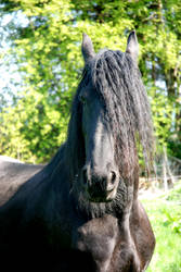 Friesian