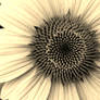 Flower (sepia)