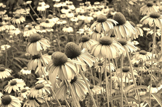 Flowers (Sepia)