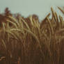 wheat
