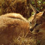 Caracal