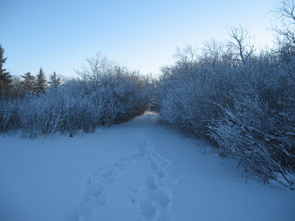 Icy path by QuanticChaos1000 on DeviantArt