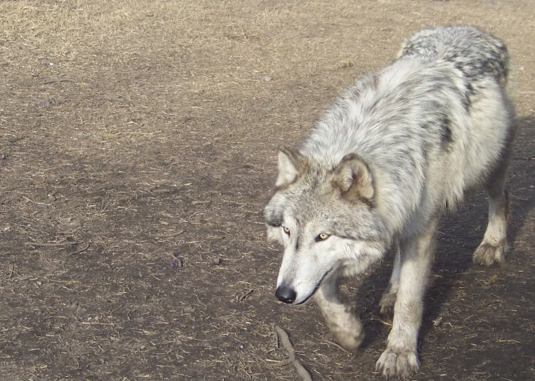 Loki High content wolfdog wolf hybrid