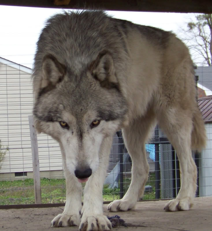 Wolf Mix Wolf Dog Hybrid