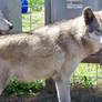 Selene a high content wolfdog aka wolf hybrid