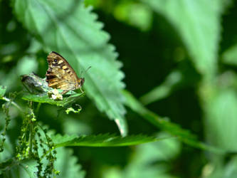 Speckled Wood Butterfly