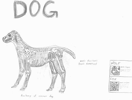 dog, side 1