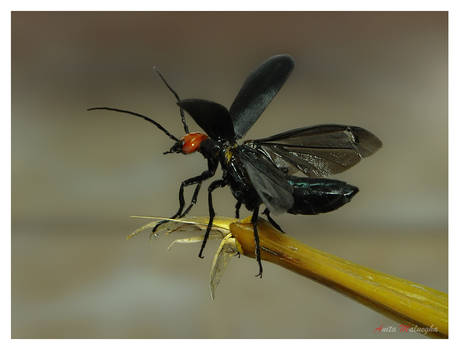 Blister Beetle (Meloidea)