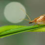 Lacewing