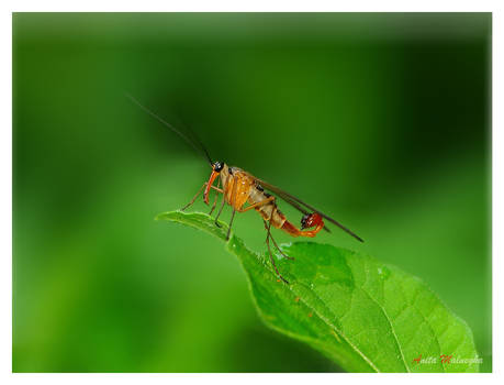 Scorpionfly