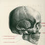 Human Anatomy 031