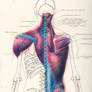 Human Anatomy 016