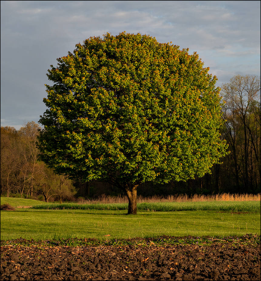The Perfect Tree #1 by chriscrawfordphoto on DeviantArt