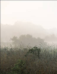 Foggy July Morning At Eagle Marsh #1