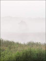 Foggy August Morning At Eagle Marsh #4