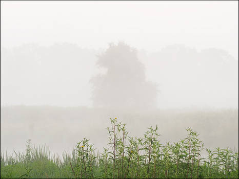 Foggy August Morning At Eagle Marsh #5