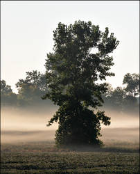 Tree On A September Morning