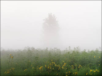 Foggy August Morning At Eagle Marsh #8