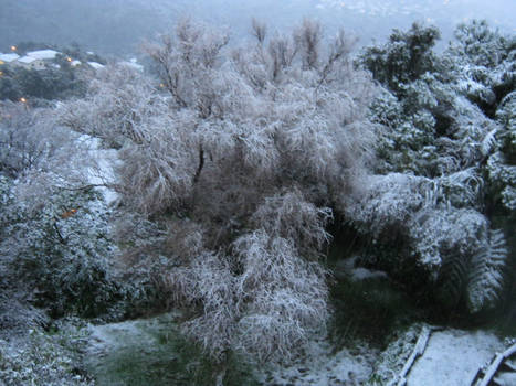 Wellington Snow Day