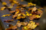 Autumn by iPingu