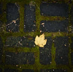 Leaf by iPingu