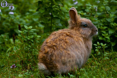 Dwarf rabbit