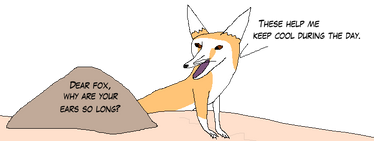 Ask the Creature - Fennec Fox