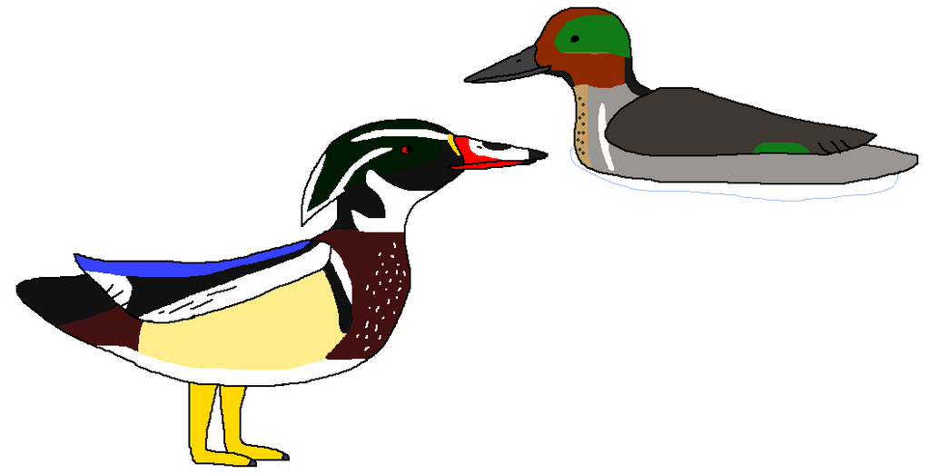 Duck Riding Deviantart Sitting Ducks by WildandNatureFan on DeviantArt