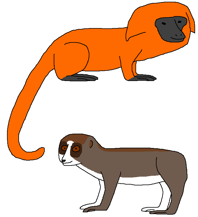 Primated Deviantart Small and Rare Primates by WildandNatureFan on DeviantArt