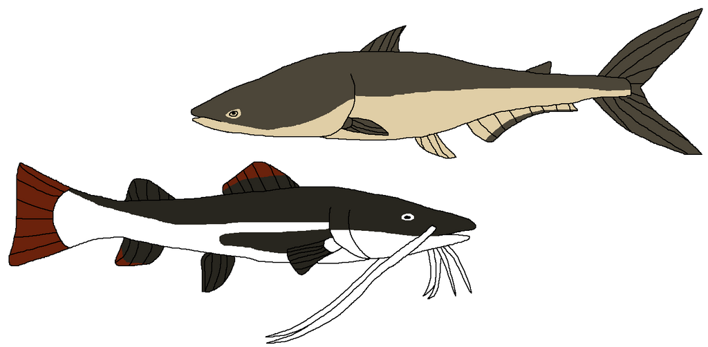 Big Catfish by WildandNatureFan on DeviantArt