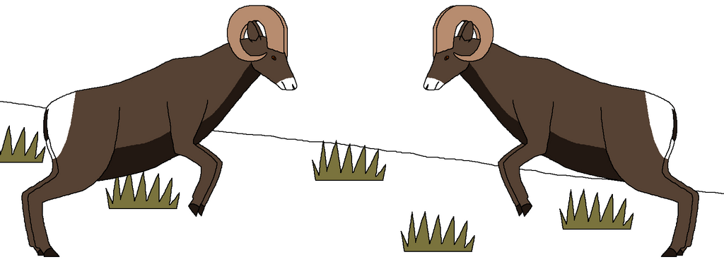 Two Rams Colliding Clash of the Rams by WildandNatureFan on DeviantArt