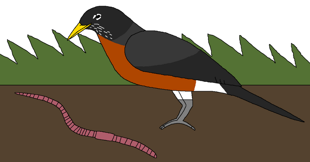 Bird Worm Script Early Bird Gets the Worm by WildandNatureFan on DeviantArt