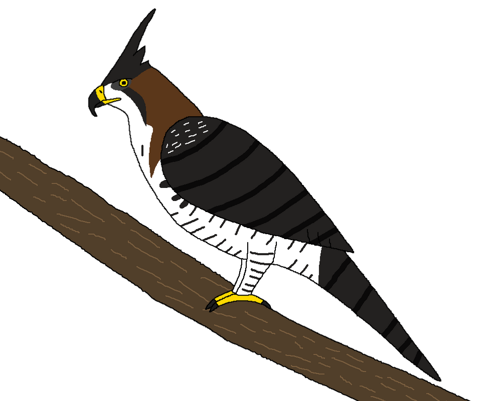Crested Raptor Crested Raptor of the Tropics by WildandNatureFan on DeviantArt