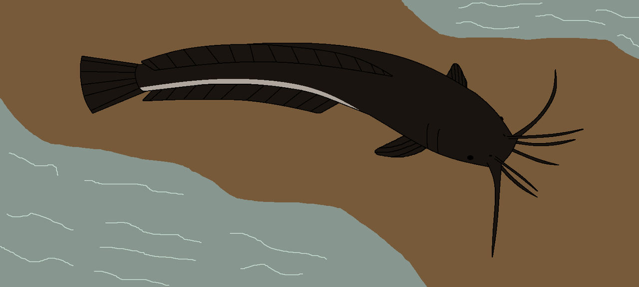 Catfish Got Your Tounge by WildandNatureFan on DeviantArt