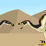 Raptor Courtship