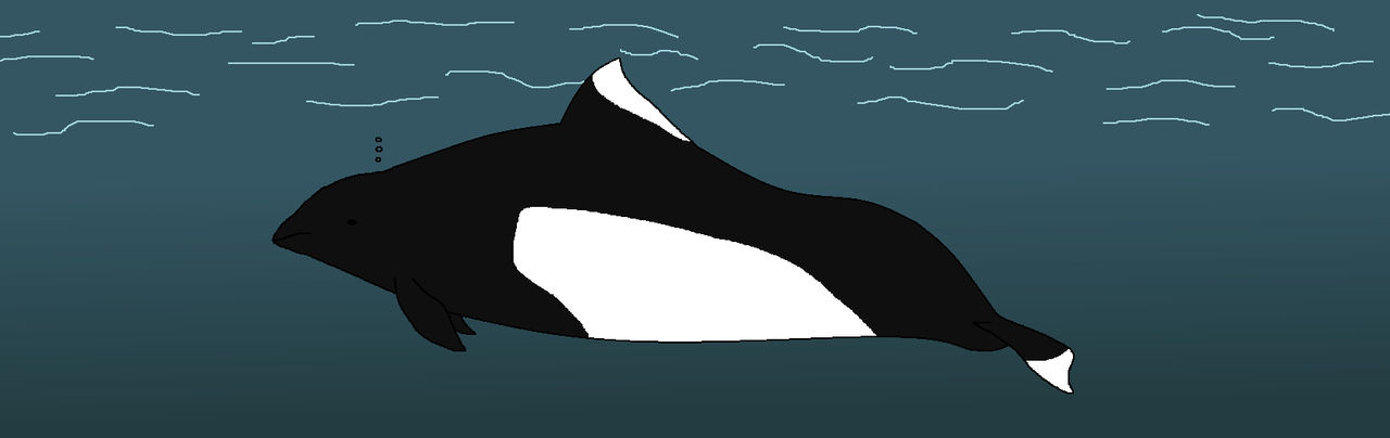 Micro Orca Mini-Orca by WildandNatureFan on DeviantArt