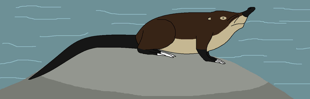 Shrew Fish Taming of the Aquatic Shrew by WildandNatureFan on DeviantArt