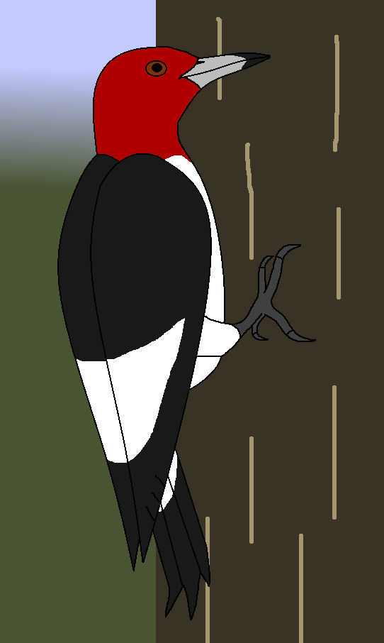 Checkerbird by WildandNatureFan on DeviantArt