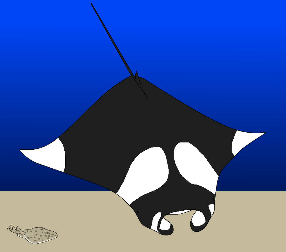 Shapes and Sizes in Rays by WildandNatureFan on DeviantArt