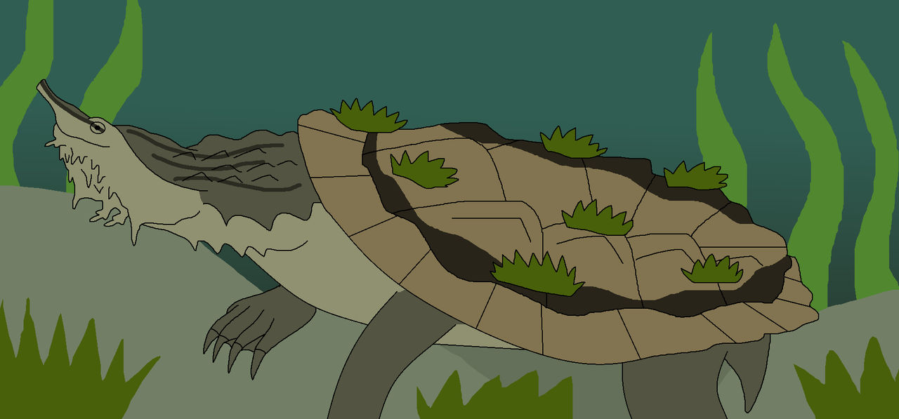 Rocky Shell by WildandNatureFan on DeviantArt