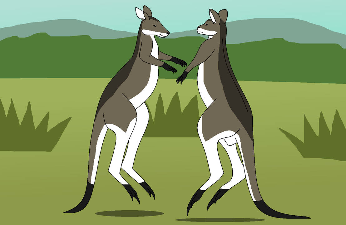 Deviantart Tails Boxing Tail-Standing Boxing by WildandNatureFan on DeviantArt