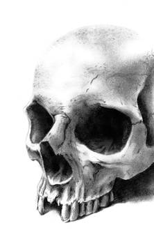 skull render