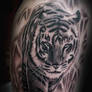 Tiger Tattoo