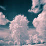 Patton Park IR