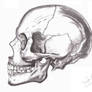 Skull 3