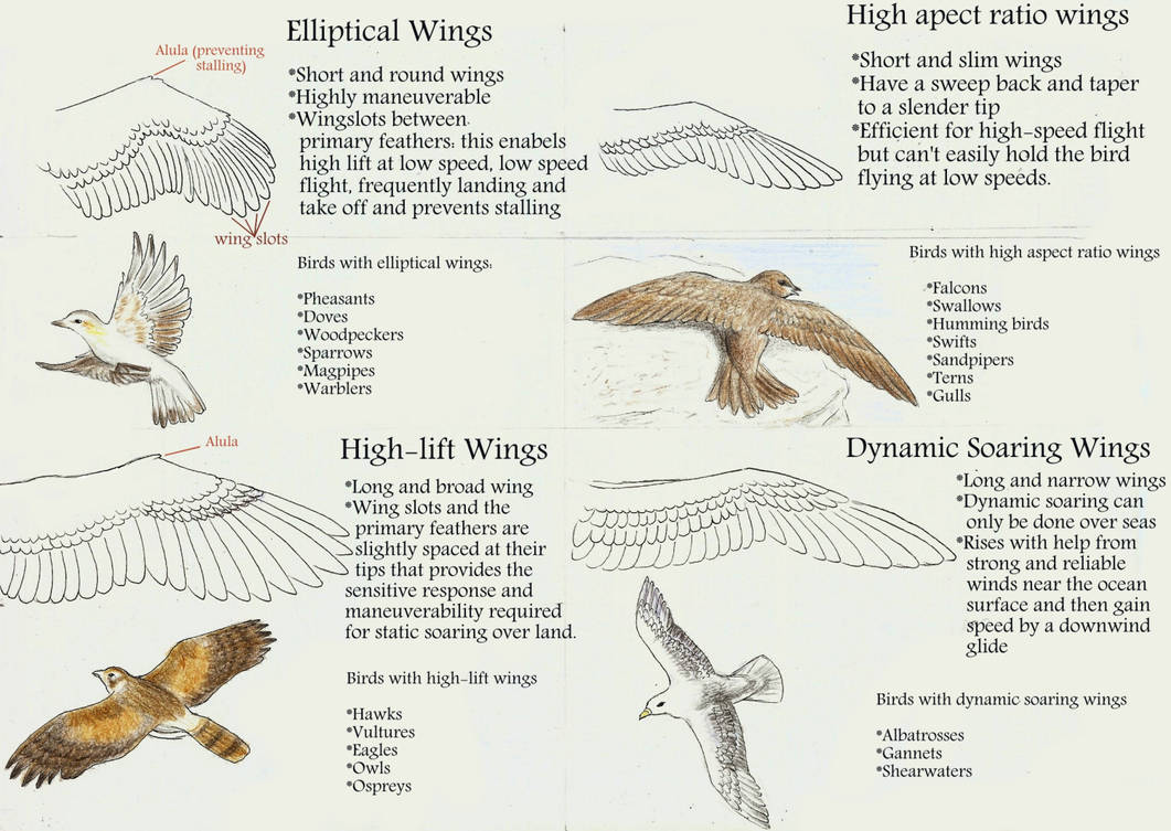 4 types of wings by SleepyFennec on DeviantArt
