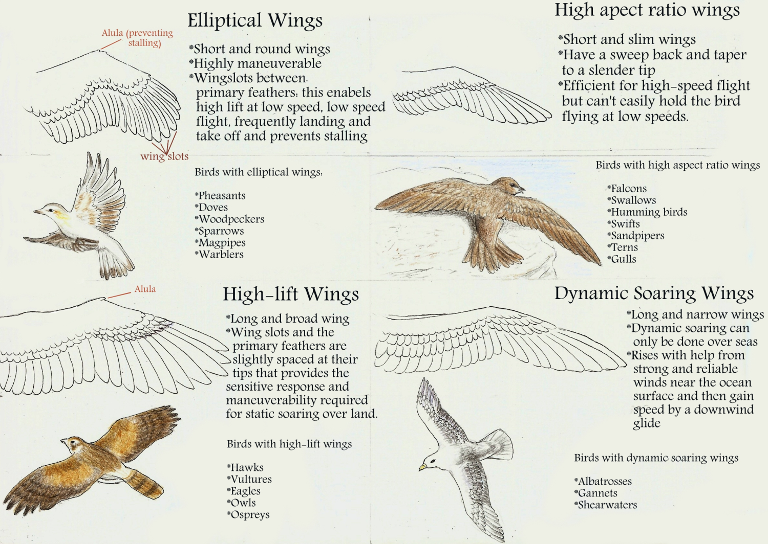 4 types of wings by SleepyFennec on DeviantArt