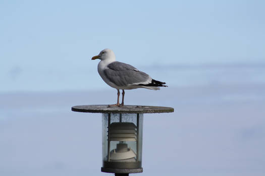 Seagull