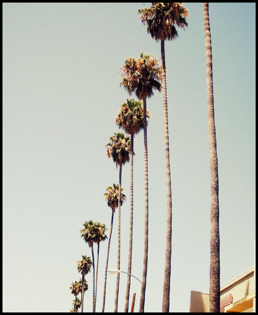 Palm Trees